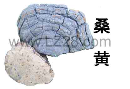 中草药大全―桑黄