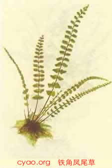 中草药大全―铁角凤尾草
