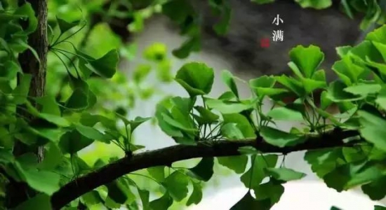 小满过后“一苦三鲜”不可少