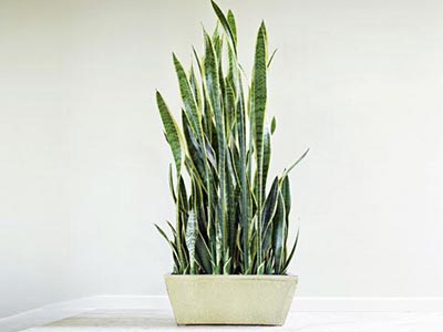 养些植物吧：哪些盆栽植物净化空气
