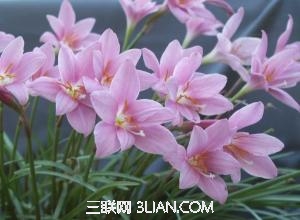 韭莲的功效与作用             三联