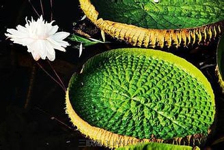 世界最出名的莲中之花 三联