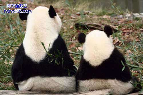 搞笑图片:动物的迷你小伙伴（34张）