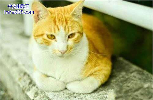 搞笑图片:揣手的猫星人（9张）