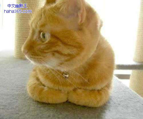 搞笑图片:揣手的猫星人（9张）