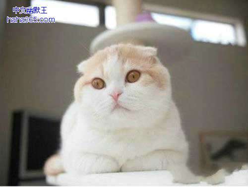 搞笑图片:揣手的猫星人（9张）