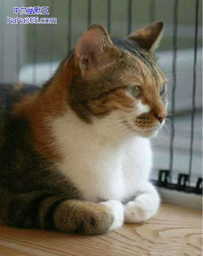 搞笑图片:揣手的猫星人（9张）