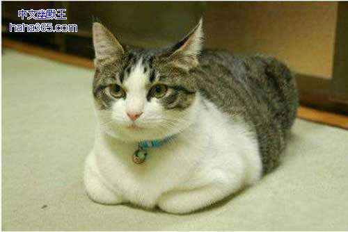 搞笑图片:揣手的猫星人（9张）