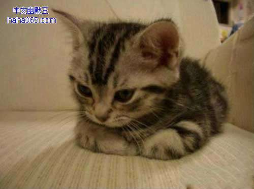 搞笑图片:揣手的猫星人（9张）