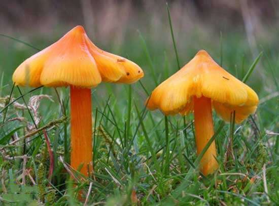 搞笑图片:你确认这是蘑菇吗（24张）