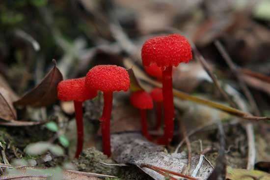 搞笑图片:你确认这是蘑菇吗（24张）