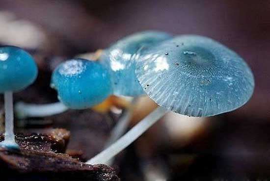 搞笑图片:你确认这是蘑菇吗（24张）