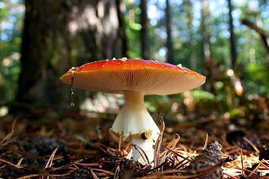 搞笑图片:你确认这是蘑菇吗（24张）