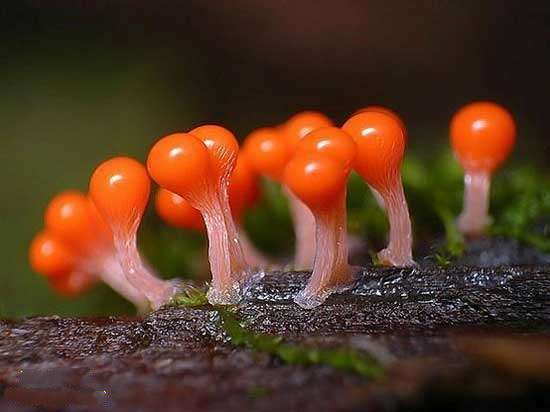 搞笑图片:你确认这是蘑菇吗（24张）