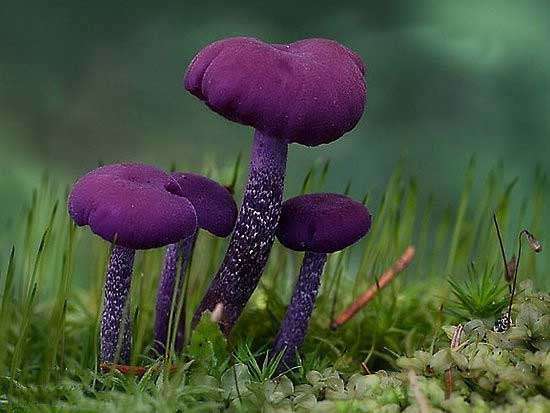 搞笑图片:你确认这是蘑菇吗（24张）