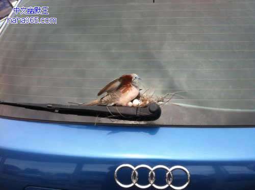 搞笑图片:一转眼的功夫，爱车就变成鸟窝了
