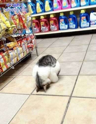 搞笑图片:你要想吃猫粮，就给我乖乖呆在这