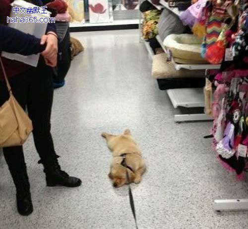 搞笑图片:你不给我买衣服，我就是不走