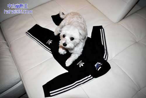 搞笑图片:这是我的过年衣服