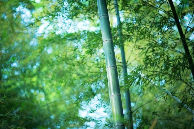 范仲淹家风：800年兴盛不衰的秘密，都藏在这8个字中