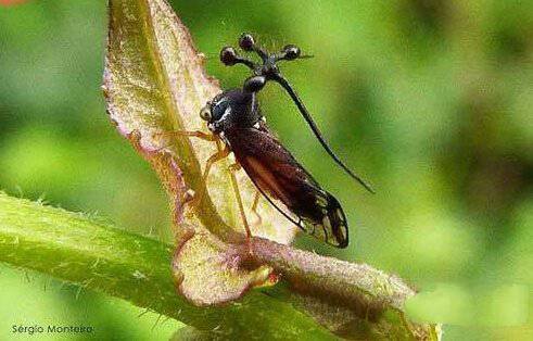地球上15大奇特生物 狮虎兽
