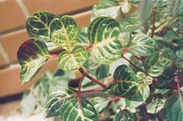 中草药大全―血苋