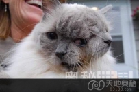 美国“双面猫”坚纳斯被载入吉尼斯世界纪录（图）