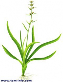 中草药大全―百味参