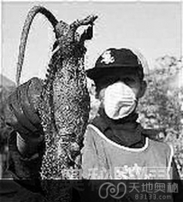 伊朗因核辐射出现变种巨鼠遭狙击手捕杀（图）