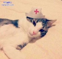 当喵星人戴上百变的帽子（13张）