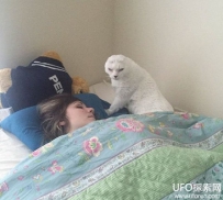 妹子收养无耳猫 无意间竟救赎了自己