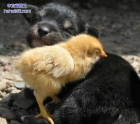 鸡鸣狗盗就是这么来的吧