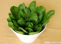 早春怎样种好露地油菜