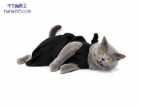 猫咪的时尚盛宴（8张）