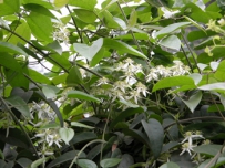 中草药大全―小木通