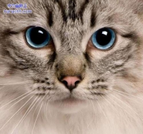可爱猫咪“证件照”（9张）