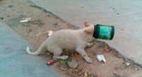 狗狗，这就是你贪吃的下场