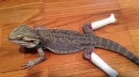 新买的靴子漂亮吧