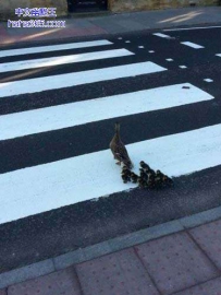 孩子 和妈妈过马路了