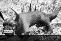 揭秘北美洲传说怪物：个个凶神恶煞