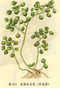 中草药大全―石油菜