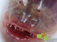 十大离奇事件：少妇被水怪侵犯