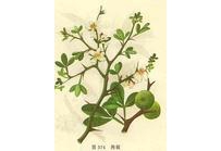 中草药大全―枸橘