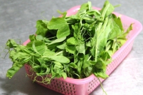 豌豆芽菜的培育技术