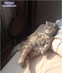 这货这样晒太阳的姿势太叼了