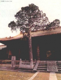 世界上最长寿的树：龙血树