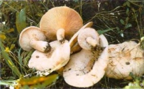 中草药大全―绒白乳菇