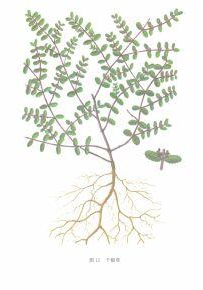 中草药大全―小飞扬草
