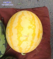 你让别的瓜怎么看你