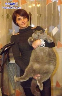 你是加菲猫吗